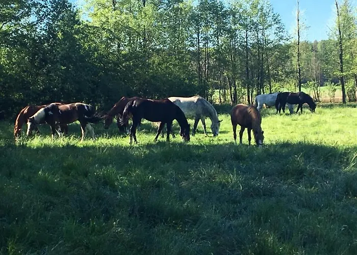Domek alpejski Stajnia Zwierzyniec Miedzychod